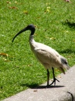 Ibis.JPG (106 KB)